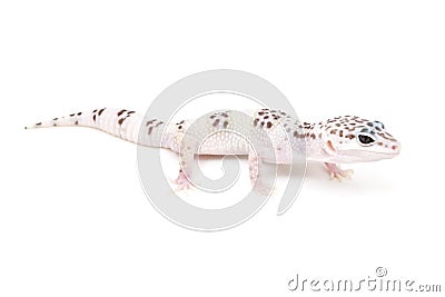 TUG Hypo Leopard Gecko Stock Photo