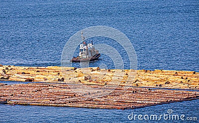 Tugboat and Lumber Editorial Stock Photo