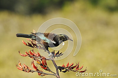 Tui bird feeding on a flax plant Stock Photo