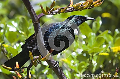 Tui bird sitting on a flax plant Stock Photo