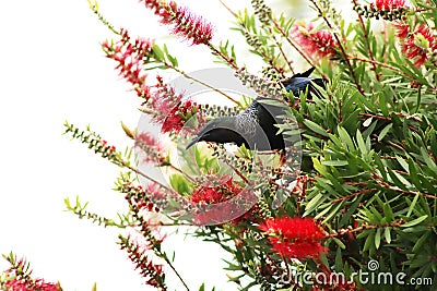 Tui Perched In A Bottlebrush Tree Stock Photo
