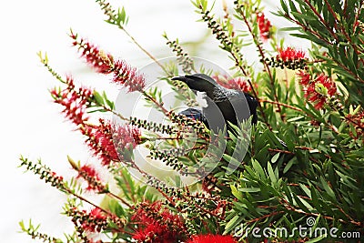 Tui Perched In A Bottlebrush Tree Stock Photo