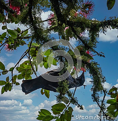 Tui in a Pohutukawa Tree Stock Photo