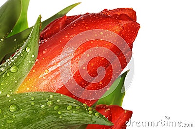 Tulip Stock Photo