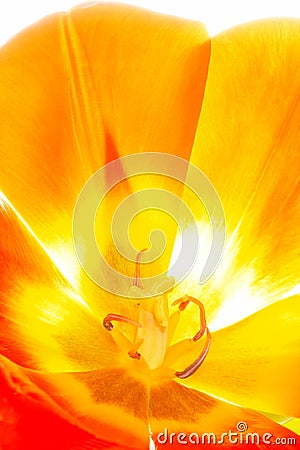 Tulip Stock Photo