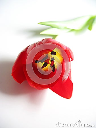 Tulip Stock Photo