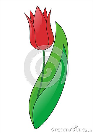 Tulip Vector Illustration