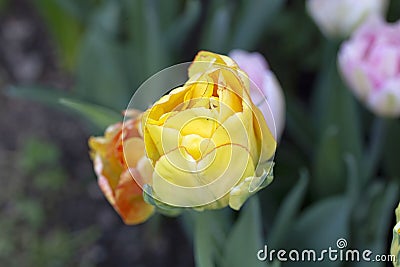 Tulip Akebono is an elegant, large yellow tulip with a peach blush and a thin red edge, truly unique! Stock Photo