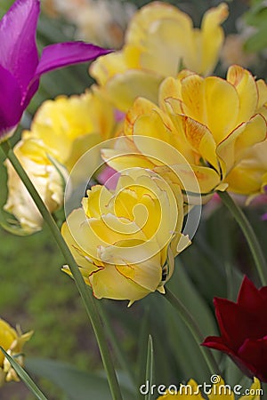 Tulip Akebono is an elegant, large yellow tulip with a peach blush and a thin red edge, truly unique! Stock Photo