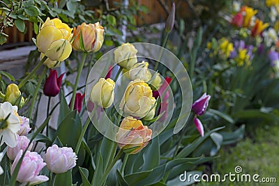 Tulip Akebono is an elegant, large yellow tulip with a peach blush and a thin red edge, truly unique! Stock Photo