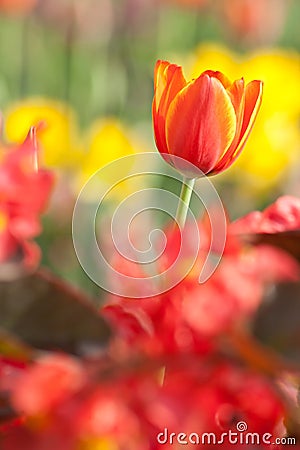 Tulip Stock Photo