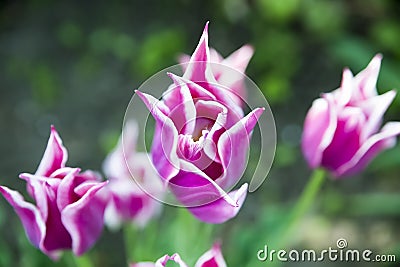 Tulip. Beautiful bouquet of tulips. colorful flowers. Tulips in spring, pink tulips. Flower tulips background. Stock Photo