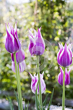 Tulip. Beautiful bouquet of tulips. colorful flowers. Tulips in spring, pink tulips. Flower tulips background. Stock Photo