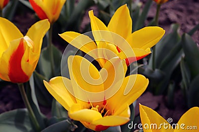 Tulip. Beautiful bouquet of tulips. colorful tulips. tulips in spring,colourful tulip Stock Photo