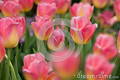 Tulip. Beautiful Stock Photo