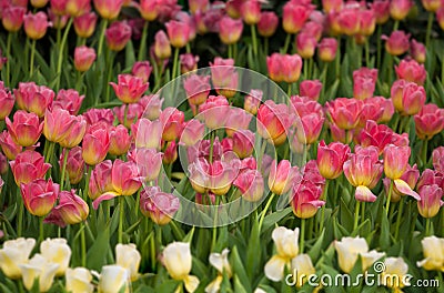 Tulip. Beautiful Stock Photo