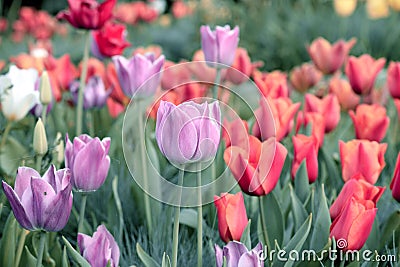 Tulip. Beautiful bouquet of tulips. colorful tulips. tulips in spring,colourful tulip. Stock Photo