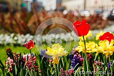 Tulip. Beautiful bouquet of tulips. colorful tulips. tulips in spring, colourful tulip Stock Photo