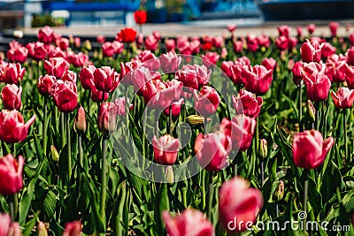 Tulip. Beautiful bouquet of tulips. colorful tulips. tulips in spring, colourful tulip Stock Photo