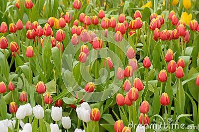 Tulip. Beautiful bouquet of tulips. tulips in spring,colourful tulip Stock Photo