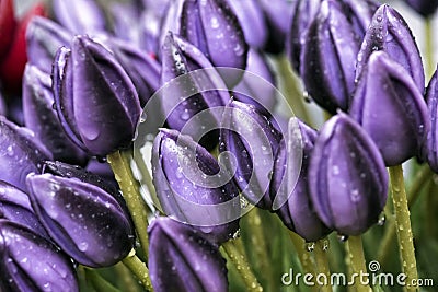 Tulip. Beautiful Tulip flowers with dew drops. Spring flowers are the symbol of love. Stock Photo