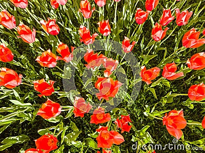 Tulip efflorescence Stock Photo