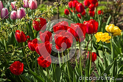 Tulip Stock Photo