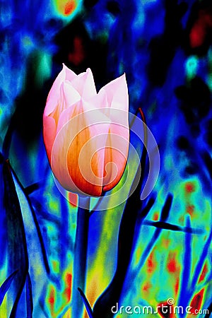 Colorful Tulip Stock Photo