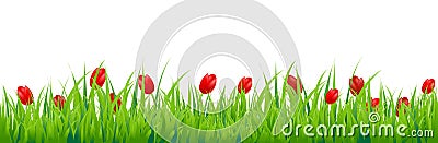 Tulip Border Vector Illustration