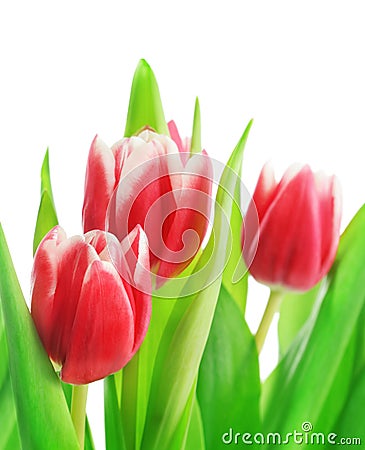 Tulip bouquet Stock Photo