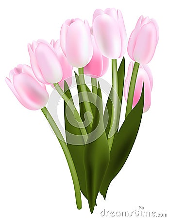 Tulip bouquet Vector Illustration