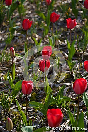 Tulip bright-coloured clear aestheticism magniflcent Stock Photo