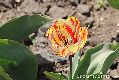 Tulip broken by viruses. Variegated colors produced by Tulip Breaking Virus mosaic virus Stock Photo