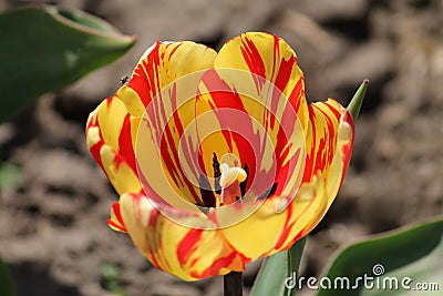 Tulip broken by viruses. Variegated colors produced by Tulip Breaking Virus mosaic virus Stock Photo