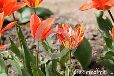 Tulip broken by viruses. Variegated colors produced by Tulip Breaking Virus mosaic virus Stock Photo