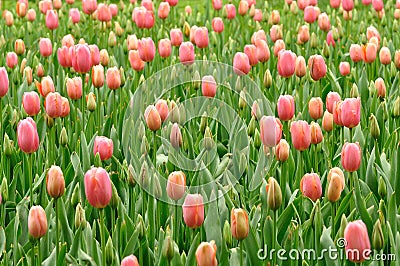 Tulip buds Stock Photo