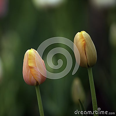 Tulip buds Stock Photo
