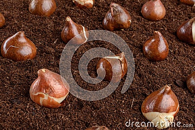 Tulip bulbs close up background. Tulips planting and gardening still life concept. Stock Photo
