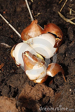 Tulip bulbs Stock Photo