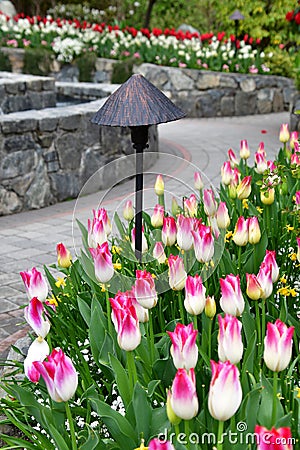 Tulip in the Butchart Gardens. Victoria BC. Stock Photo