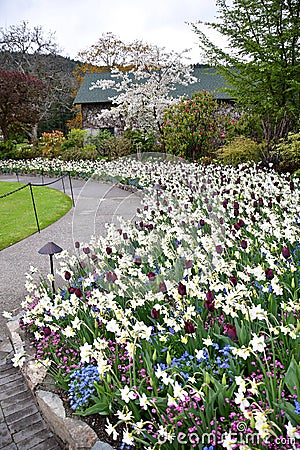 Tulip in the Butchart Gardens. Victoria BC. Stock Photo