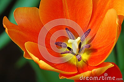 Tulip close up Stock Photo