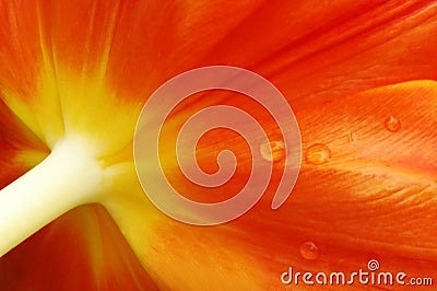Tulip Close-up Stock Photo