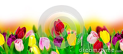 Tulip colorful flower panoramic border on white Stock Photo