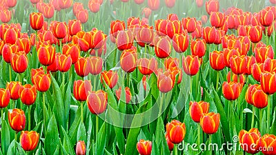 Tulip. colorful tulips. beautiful orange tulips blooming in the Stock Photo