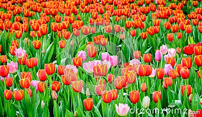 Tulip. colorful tulips. beautiful orange tulips blooming in the Stock Photo