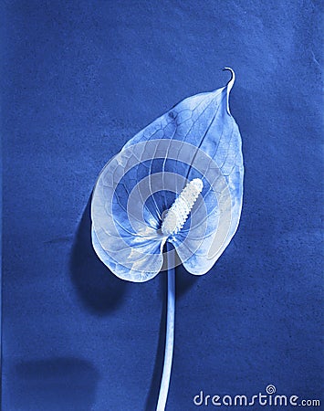 tulip in cyanotype style Stock Photo