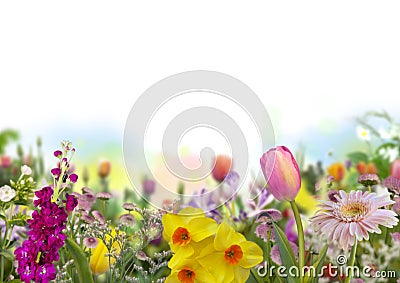 Tulip, daffodils and defocused colored flowers in spring garden with white background Stock Photo