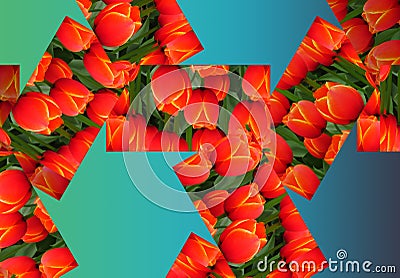 Tulip Darwin Hybrid Ad Rem. Red tulip with yellow edges. 3D collage decorative element with repeated geometric rectangle patterns. Stock Photo