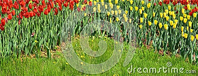 Tulip design Stock Photo